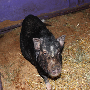 Parent Pigs - Charming Mini Pigs