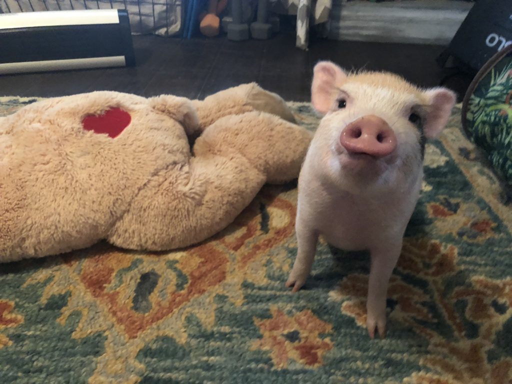 Charming Mini Pigs - Breeders of Mini Pigs