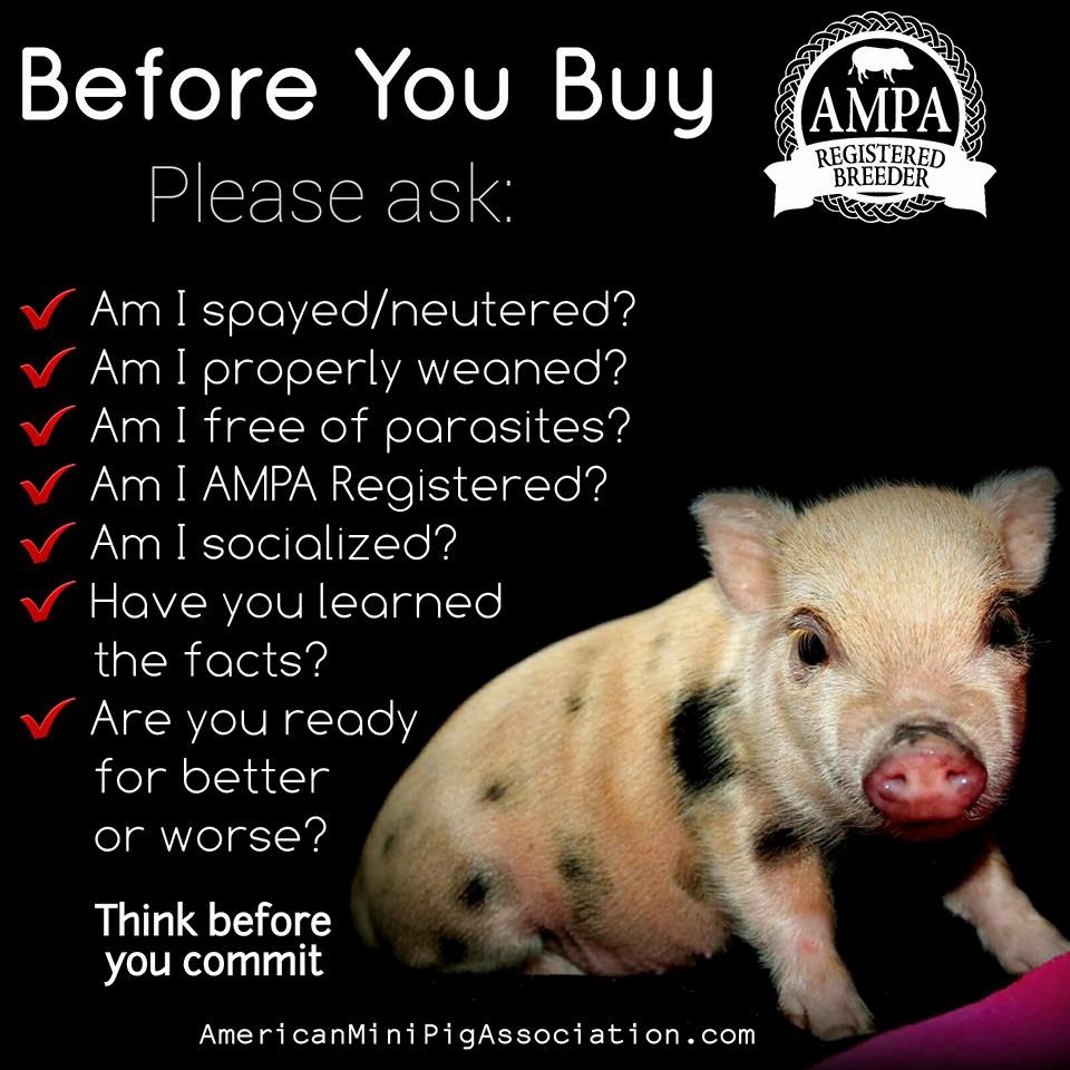 Before You Buy a Pet Mini Pig