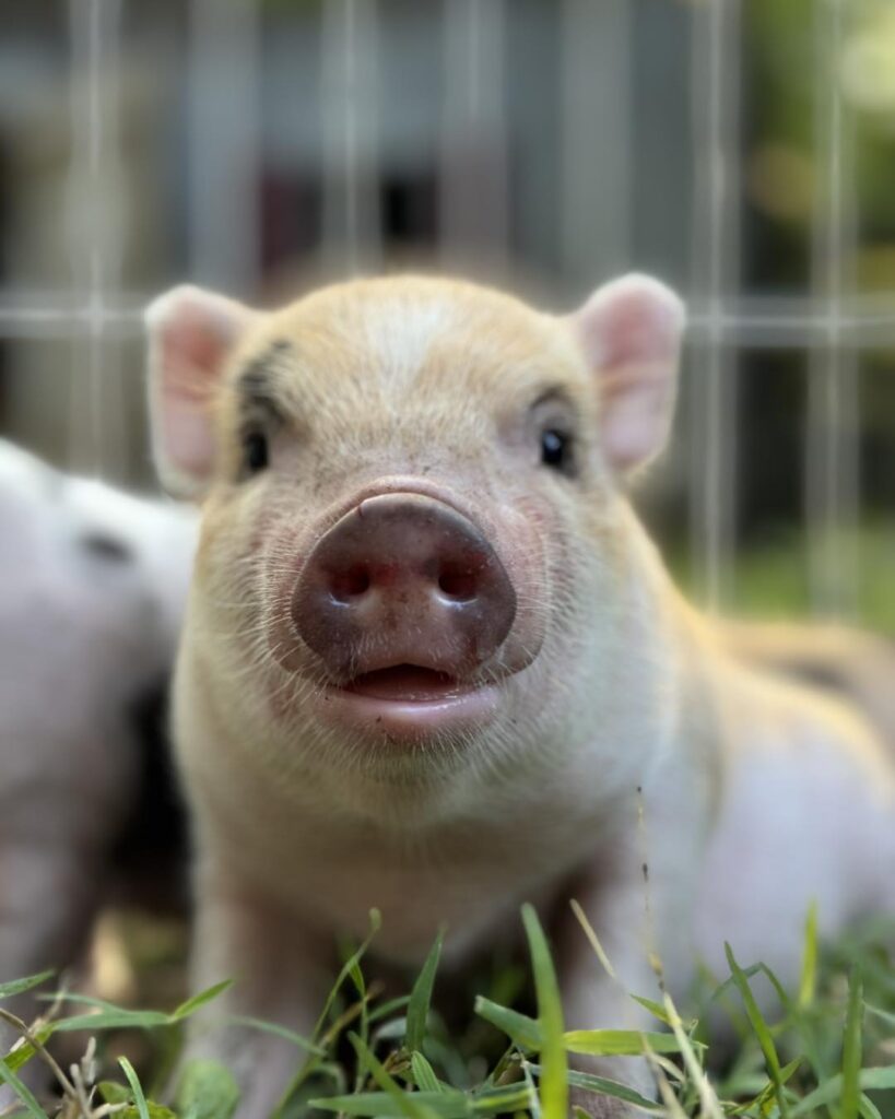 Charming Mini Pigs - Breeders of American Mini Pigs