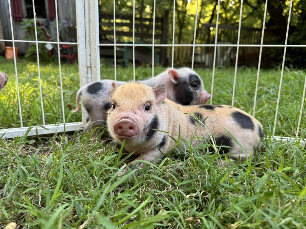 Charming Mini Pigs - Breeders of American Mini Pigs