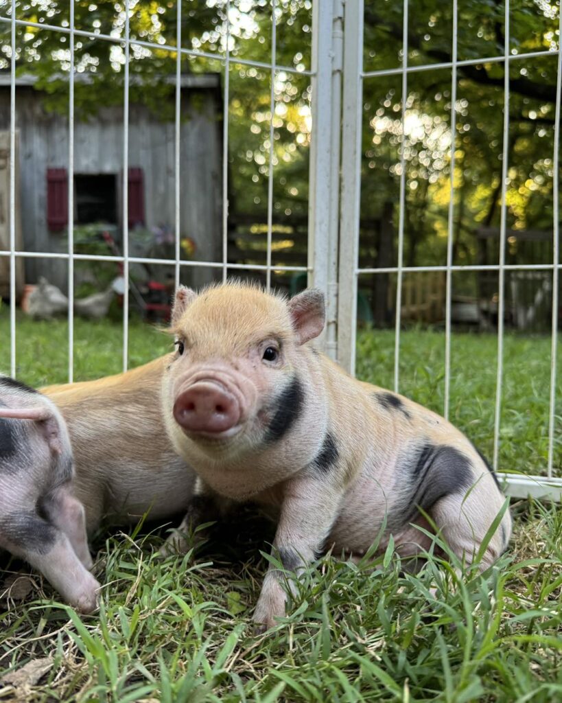 Charming Mini Pigs - Breeders of American Mini Pigs