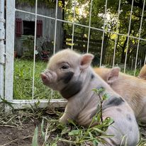 Available Piglets